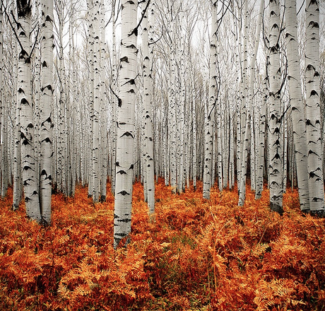 BIENVENIDO OTOÑO