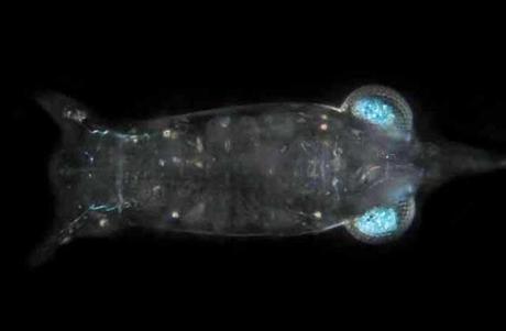 ojos de la larva de camarón mantis
