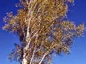 Especies variedades