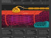 Infografías Científicas Animadas Eleanor Lutz