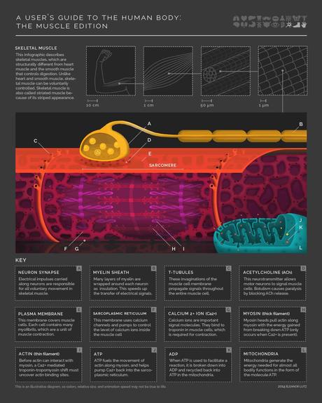Infografías Científicas Animadas de Eleanor Lutz