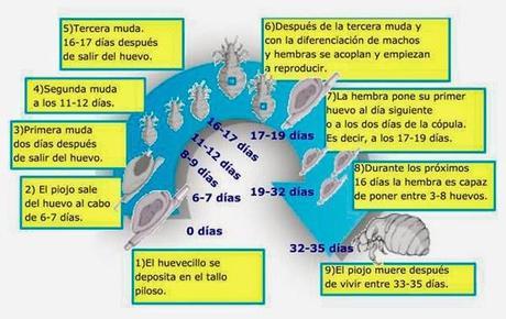 La que se avecina:tos, mocos, piojos, lombrices, gastroenteritis ??? La que se avecina:tos, mocos, piojos, lombrices, gastroenteritis ???