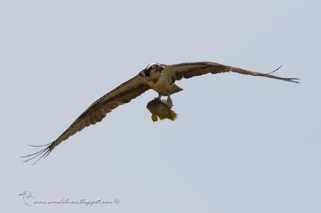 Águila pescadora (Osprey) Pandion haliaetus