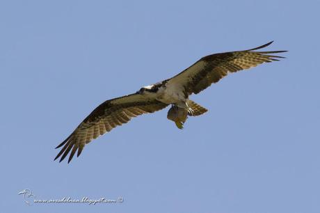 Águila pescadora (Osprey) Pandion haliaetus