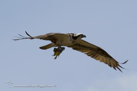 Águila pescadora (Osprey) Pandion haliaetus