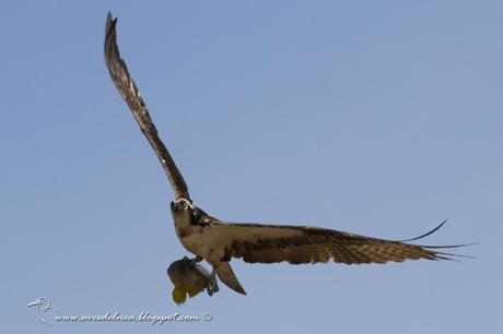 Águila pescadora (Osprey) Pandion haliaetus