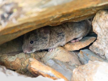 El topillo nival en el estany de la Gola. Pallars Sobirà