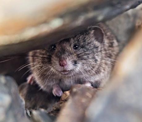 El topillo nival en el estany de la Gola. Pallars Sobirà