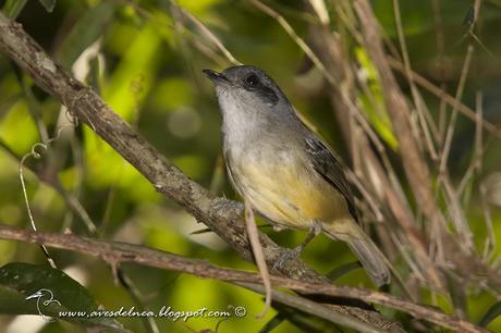 Choca amarilla (Plain Antvireo) Dysithamnus mentalis