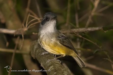 Choca amarilla (Plain Antvireo) Dysithamnus mentalis