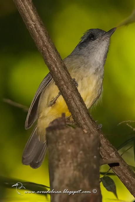 Choca amarilla (Plain Antvireo) Dysithamnus mentalis