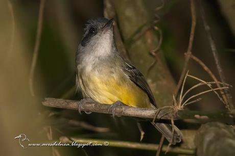 Choca amarilla (Plain Antvireo) Dysithamnus mentalis