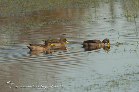 Pato barcino (Speckled Teal) Anas flavirostris