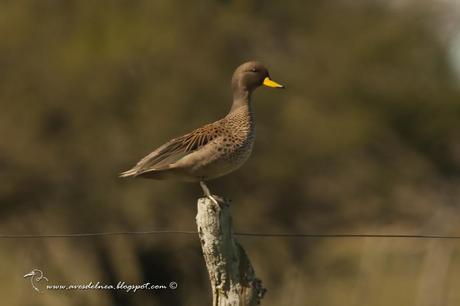 Pato barcino (Speckled Teal) Anas flavirostris