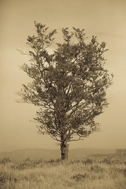 Nacimiento del Nervión