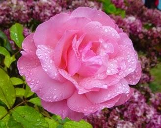 SE DICE QUE LA VIDA ES UNA ROSA...