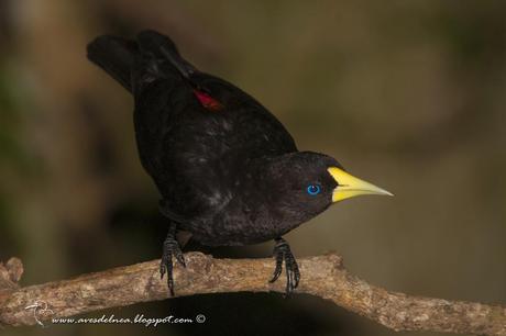 Boyero cacique (Red-rumped Cacique) Cacicus haemorrhous
