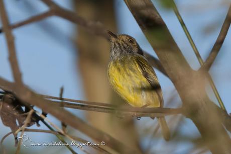 Mosqueta enana (Eared Pigmy-tyrant) Myiornis auricularis
