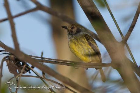 Mosqueta enana (Eared Pigmy-tyrant) Myiornis auricularis