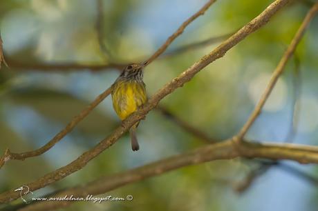 Mosqueta enana (Eared Pigmy-tyrant) Myiornis auricularis