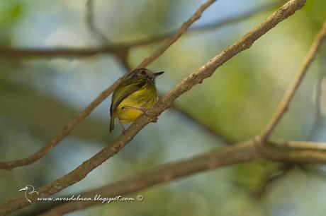 Mosqueta enana (Eared Pigmy-tyrant) Myiornis auricularis