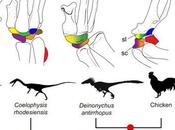 Descifran cómo brazos dinosaurios convirtieron alas pájaros
