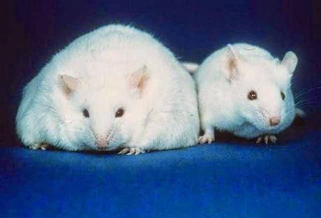 ratones obesos y delgados