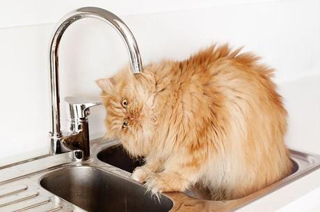 Conoce a Garfi, el Gato Más Enojado Del Mundo