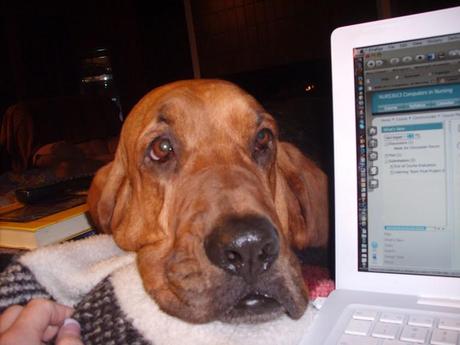 Pet chatz, un chat para ¿hablar con tu perro?