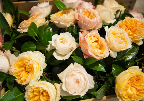 Rosas en la presentación de Weleda