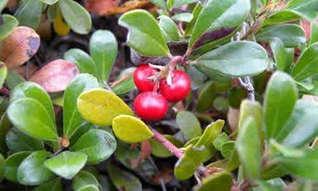 planta medicinal gayuba