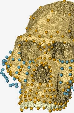 Midiendo con la misma vara, problemas morfométricos en paleontología