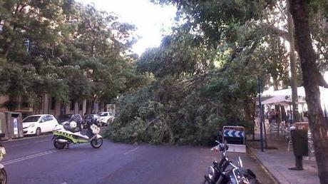 Comunicado Asociación Española de Arboricultura sobre las repetidas caídas de árboles