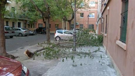 Comunicado Asociación Española de Arboricultura sobre las repetidas caídas de árboles