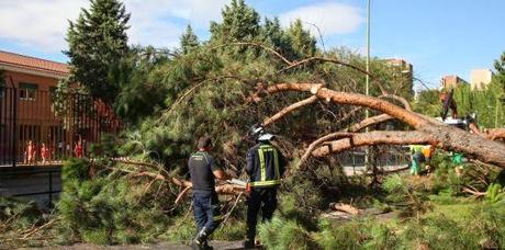 Comunicado Asociación Española de Arboricultura sobre las repetidas caídas de árboles