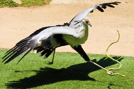 Un ave elegante y vistoso, El Secretario