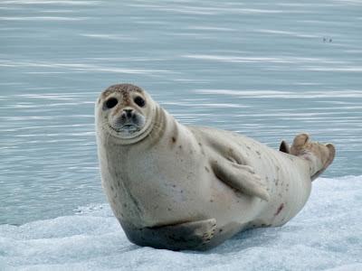Parque Nacional de Skaftafell y la laguna de Jokulsárlón