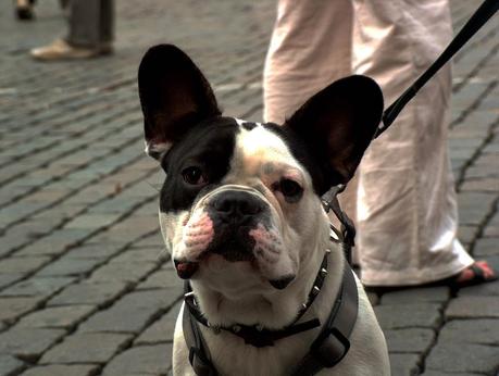 Una de las razas de perros más populares del siglo XXI: el bulldog francés o frenchie