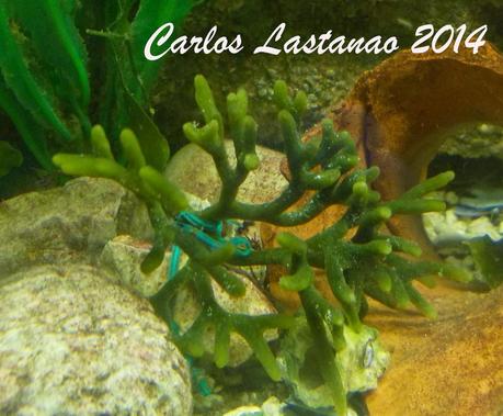 Recuerdos del verano 1