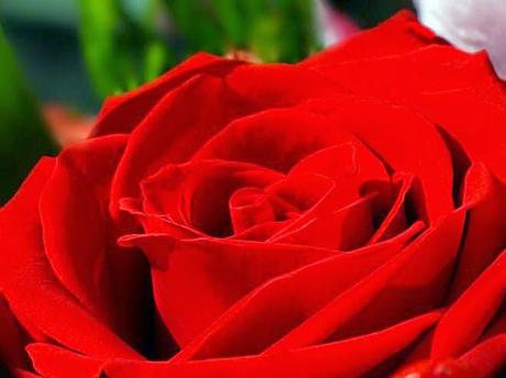 Lsa rosas ecuatorianas inundan el mundo