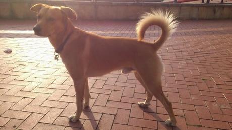 Consejos caninos 'Oct 2014'