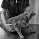 enfermedades que puede transmitirte tu mascota