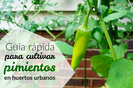 cómo cultivar pimientos en huertos urbanos