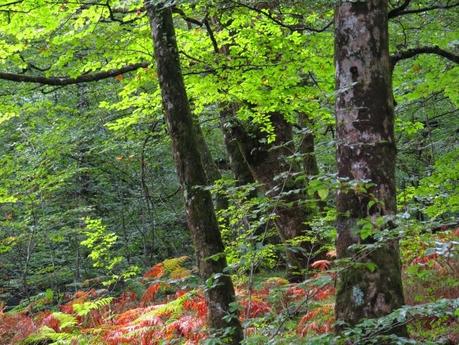 De regreso de las Jornadas de Aves de Navarra