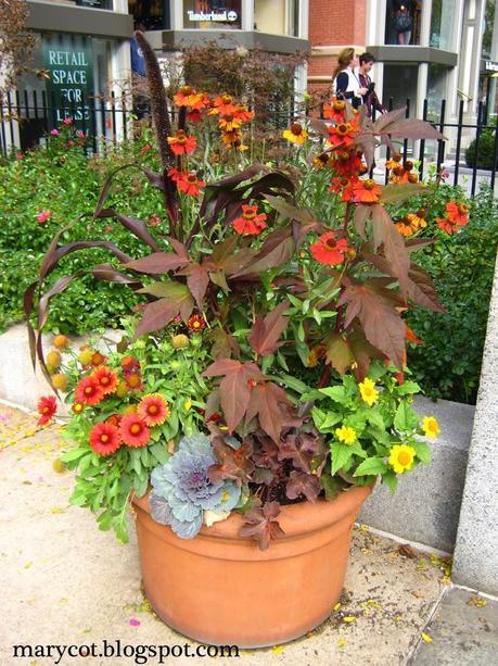 Otoño en una maceta Otoño en una maceta