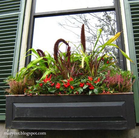 Otoño en una maceta Otoño en una maceta