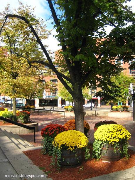 Otoño en una maceta