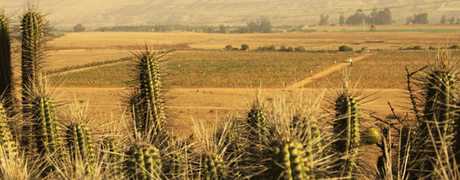 Viñedos de Tara en el desierto de Atacama.