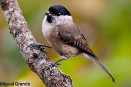 ESAS MARAVILLOSAS AVES-THOSE WONDERFUL BIRDS