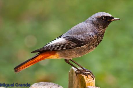 ESAS MARAVILLOSAS AVES-THOSE WONDERFUL BIRDS